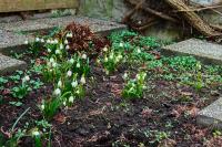 Bledule jarní (Leucojum vernum)