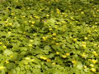 Orsej jarní (Ficaria verna)