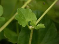 Orsej jarní (Ficaria verna)