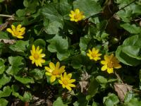Orsej jarní (Ficaria verna)
