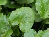 Orsej jarní (Ficaria verna)