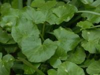 Orsej jarní (Ficaria verna)