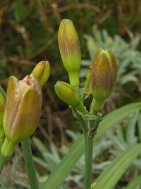 Denivka (Hemerocallis)