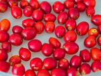Růže šípková (Rosa canina)