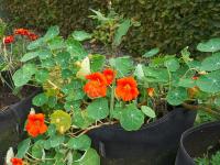 Lichořeřišnice větší (Tropaeolum majus)