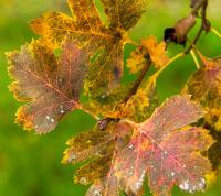 Hloh jednosemenný (Crataegus monogyna)