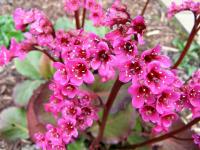 Bergenie srdčitá (Bergenia cordifolia)