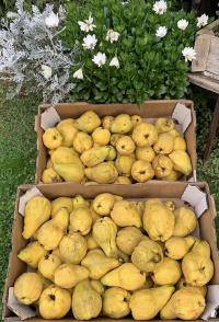 Kdouloň obecná (Cydonia oblonga)