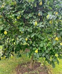 Kdouloň obecná (Cydonia oblonga)