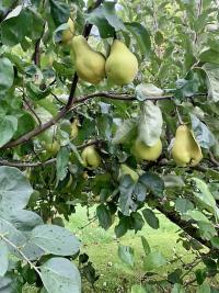 Kdouloň obecná (Cydonia oblonga)