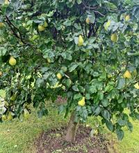 Kdouloň obecná (Cydonia oblonga)