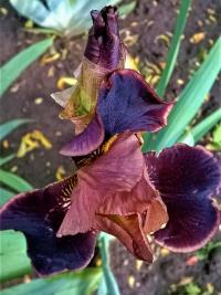 Kosatec (Iris)