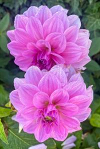 Jiřinka (Dahlia)