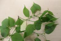 Břestovec západní (Celtis occidentalis)