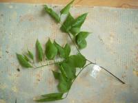 Břestovec západní (Celtis occidentalis)