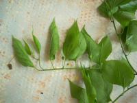 Břestovec západní (Celtis occidentalis)