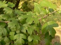 Hloh obecný (Crataegus laevigata)