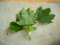 Javor klen (Acer pseudoplatanus)