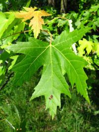 Javor stříbrný (Acer saccharinum)