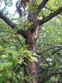 Hloh jednosemenný (Crataegus monogyna)