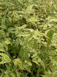 Zákula japonská 'Picta' (Kerria japonica)