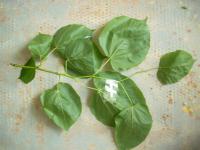 Lípa zelená (Tilia euchlora)