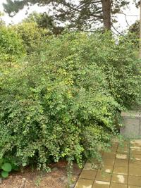 Tavolník van Houtteův (Spiraea x vanhouttei)