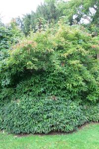 Kalina vonná (Viburnum farreri)