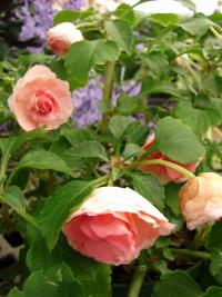 Netýkavka Wallerova (Impatiens walleriana)