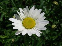 Kopretina bílá (Leucanthemum vulgare)