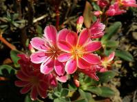 Levisie květnatá (Lewisia cotyledon)