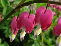 Srdcovka nádherná (Lamprocapnos spectabilis)