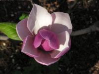 Šácholan Soulangeův (Magnolia x soulangeana)