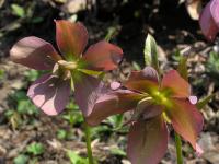 Čemeřice nachová (Helleborus purpurascens)