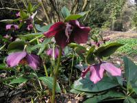 Čemeřice nachová (Helleborus purpurascens)