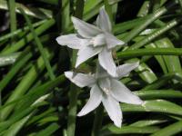 Snědek nicí (Ornithogalum nutans)