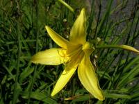 Denivka žlutá (Hemerocallis lilioasphodelus)