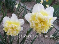 Narcis 'Ice King' - Plnokvěté narcisy (Narcissus)