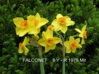 Narcis 'Falconet' - Tazetta narcisy (Narcissus)