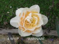 Narcis 'Wannabe' - Plnokvěté narcisy (Narcissus)