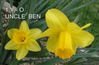 Narcis 'Uncle Ben' - Trubkovité narcisy (Narcissus)