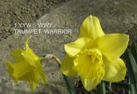 Narcis 'Trumpet Warrior' - Trubkovité narcisy (Narcissus)