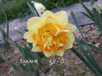 Narcis 'Takahe' - Plnokvěté narcisy (Narcissus)