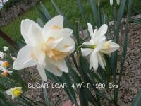 Narcis 'Sugar Loaf' - Plnokvěté narcisy (Narcissus)