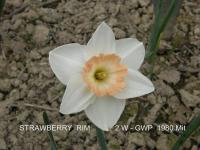 Narcis 'Strawberry Rim' - Velkokorunné narcisy (Narcissus)