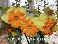 Narcis 'Spanish Fiesta' - Collar narcisy (Narcissus)