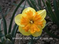 Narcis 'Spanish Fiesta' - Collar narcisy (Narcissus)