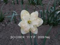 Narcis 'So Chick' - Collar narcisy (Narcissus)