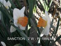 Narcis 'Sanction' - Velkokorunné narcisy (Narcissus)