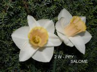 Narcis 'Salome' - Velkokorunné narcisy (Narcissus)